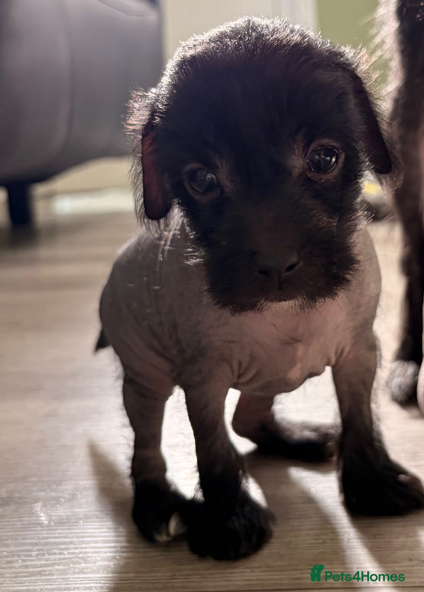 Mixed Breed dogs Chinese Crested - Advert 8