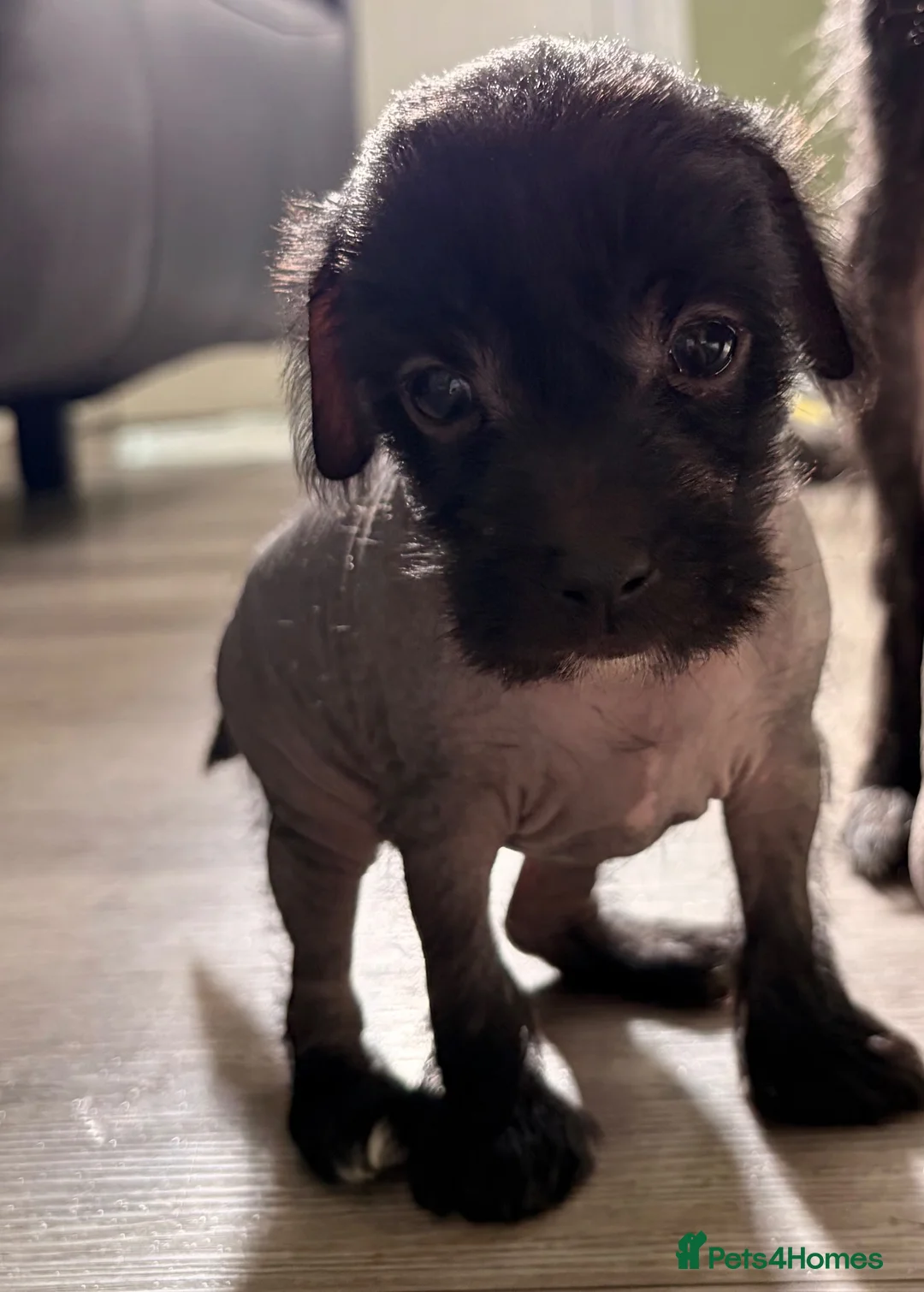 Mixed Breed dogs for sale: Chinese Crested - Advert 1