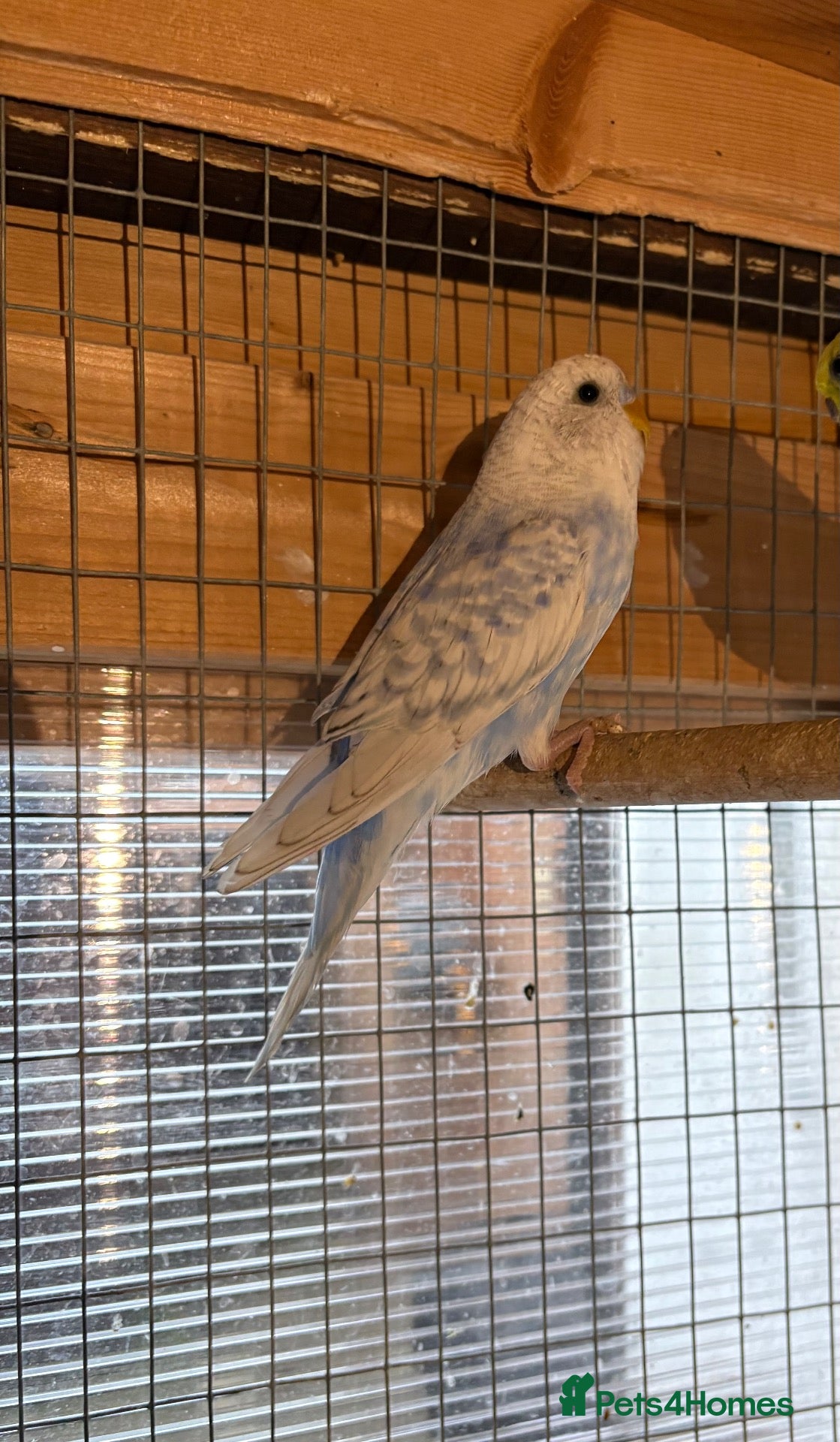 Budgerigars birds Budgies - Advert 17
