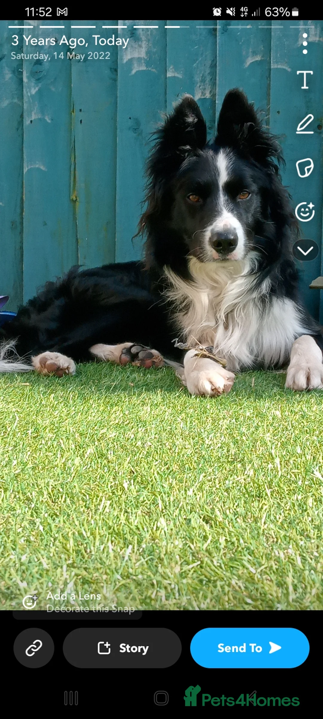 Border Collie dogs for sale: Looking for a forever home - Advert 2