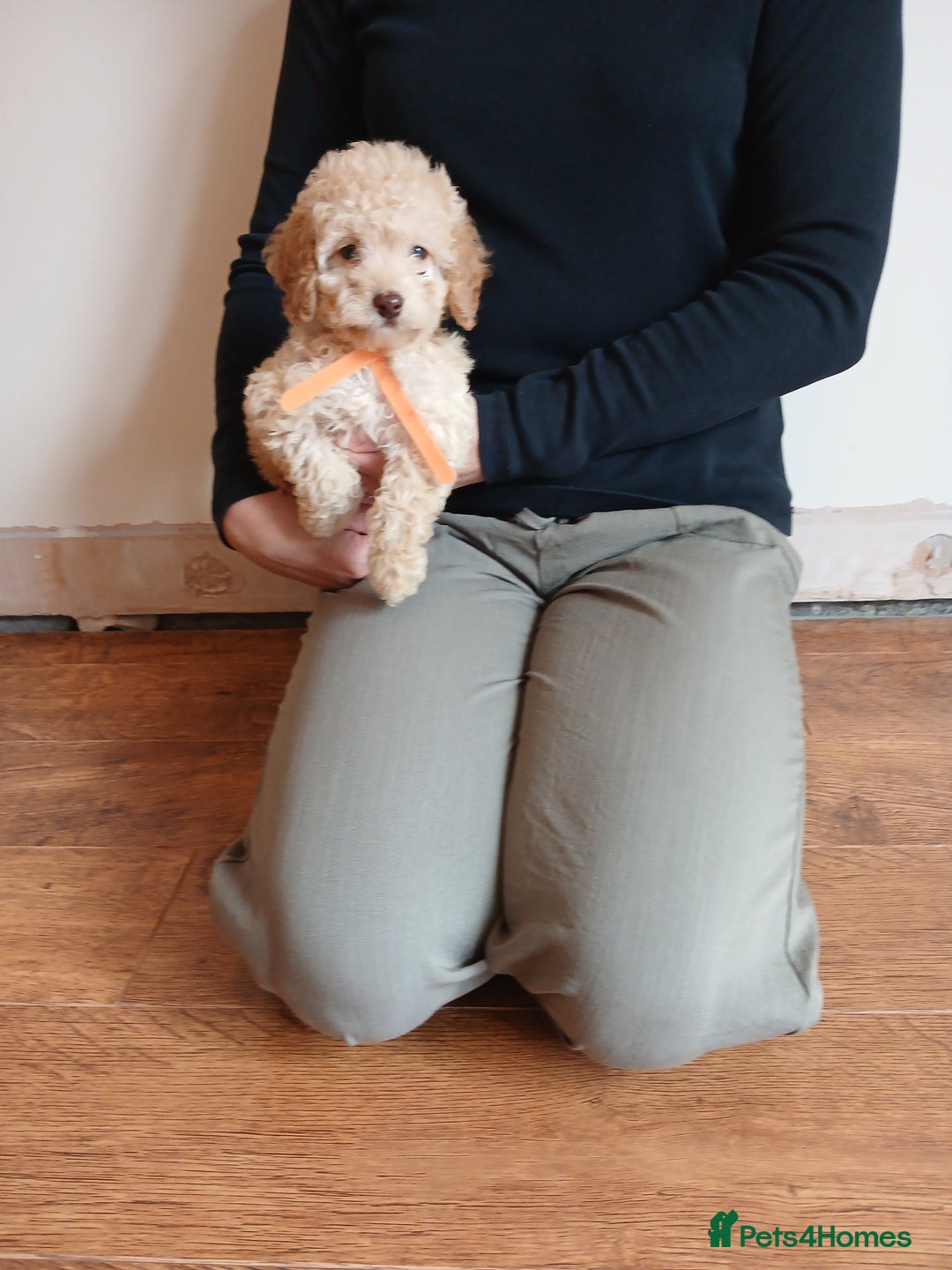 Cockapoo dogs for sale: Cockapoo puppies  - Image 9