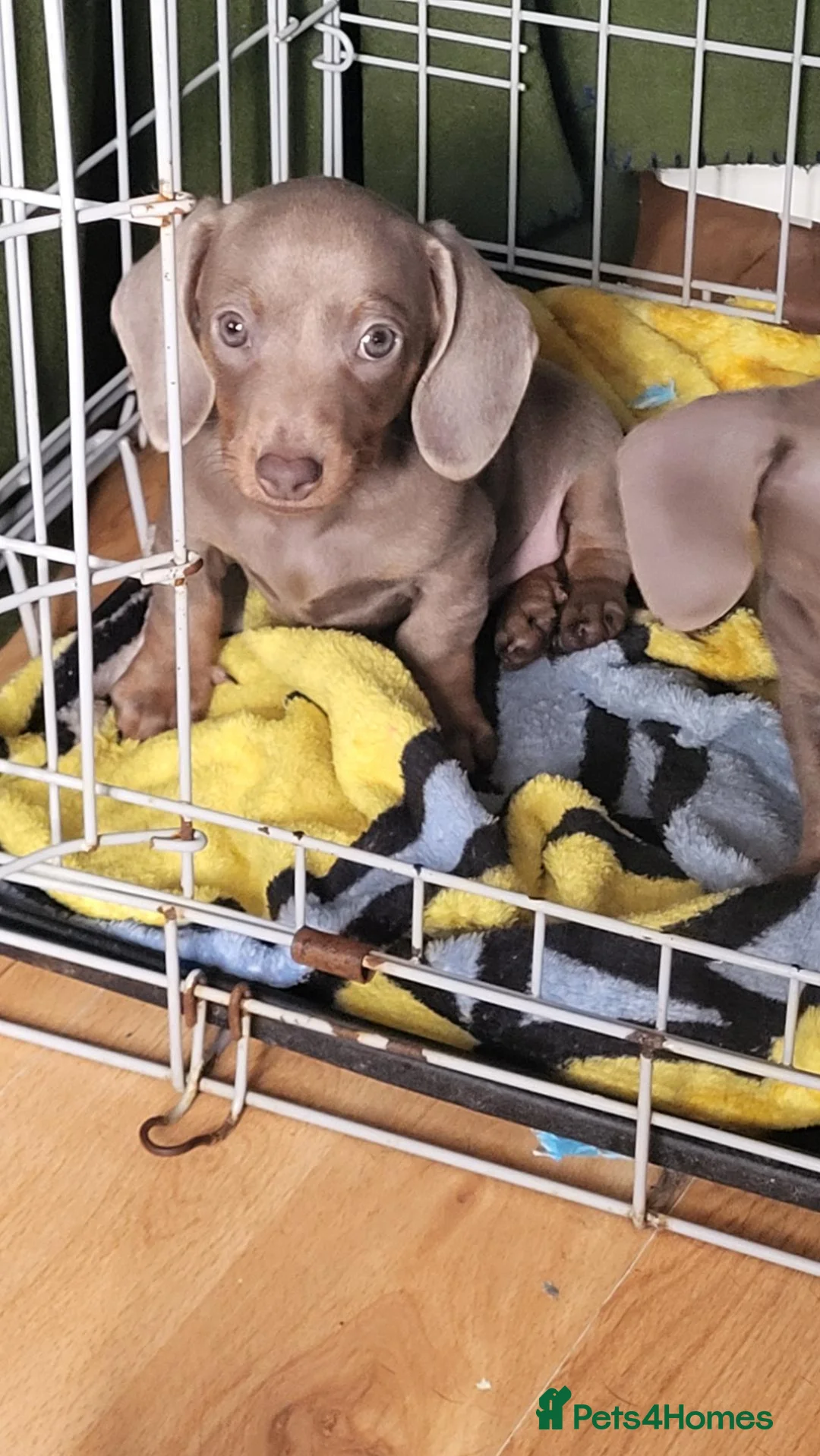Dachshund dogs for sale: Dachshund puppies  in Barnsley - Advert 2