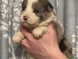 Border Collie dogs Long coated Border Collie pups - Advert 1