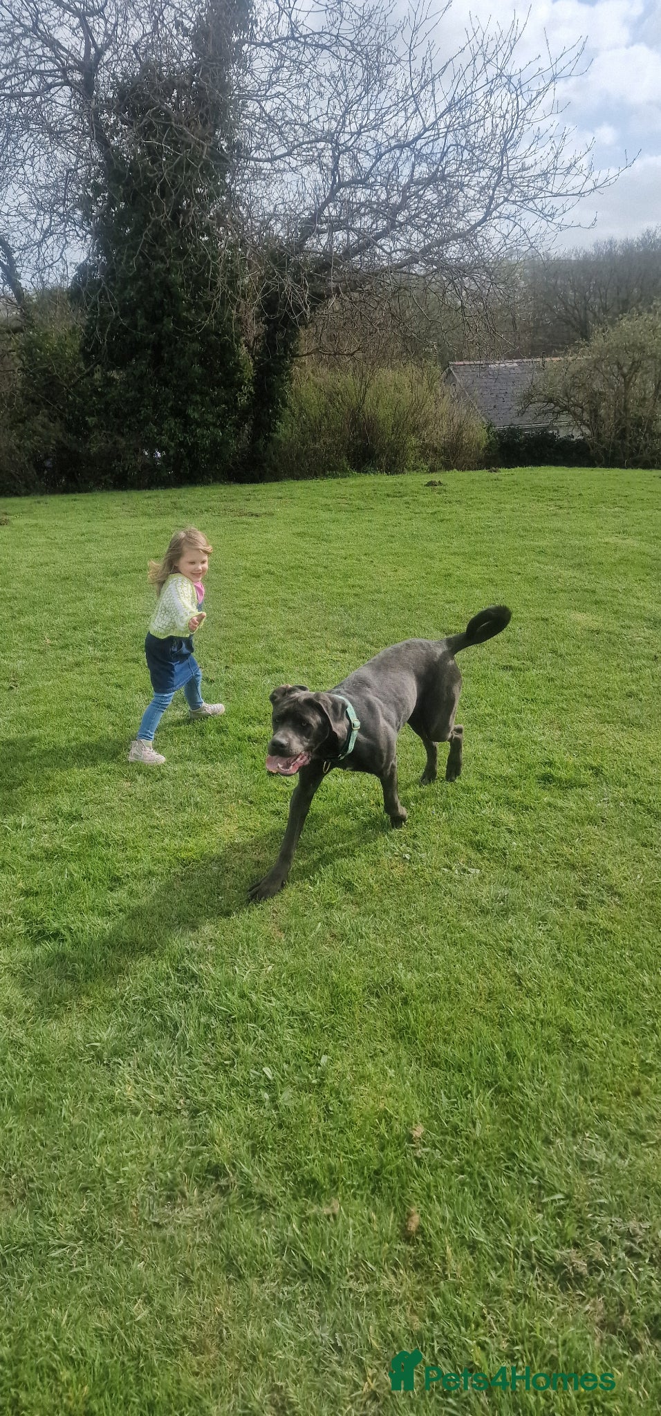 Cane Corso dogs Beautifyl 9month old cane corso  - Advert 1