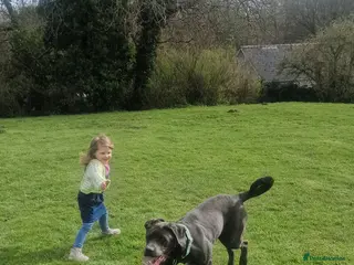 Cane Corso dogs Beautifyl 9month old cane corso - Advert 1