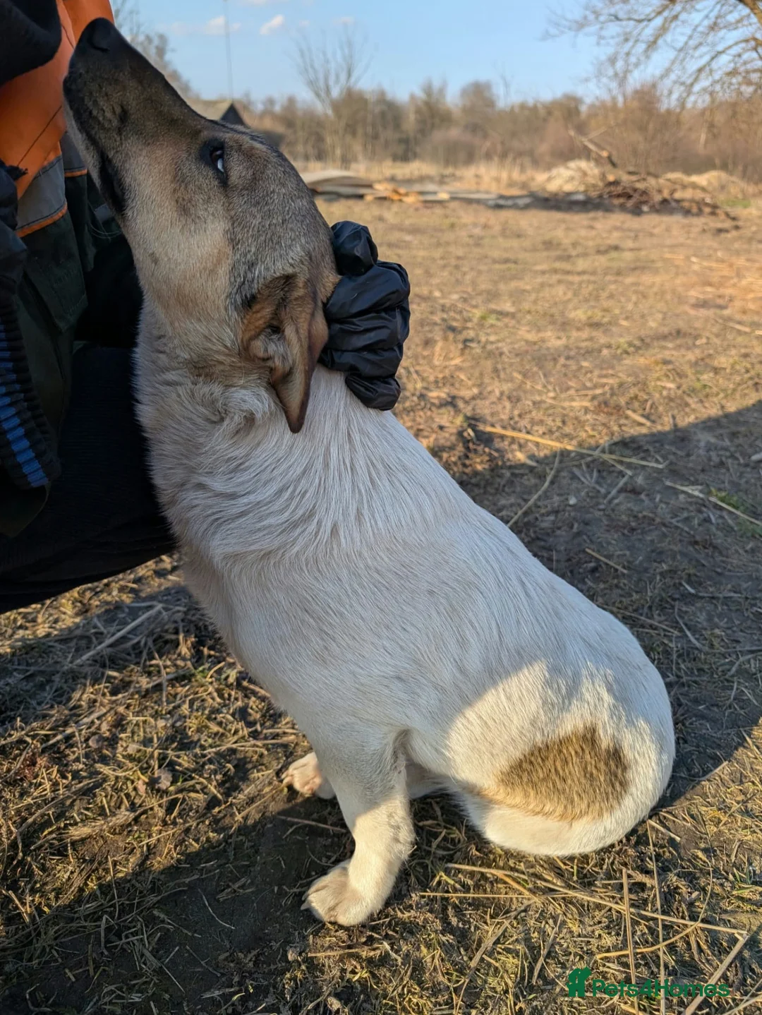 German Shepherd dogs for adoption: 🐾 DANA – Female German Shepherd 🐾 in West Malling - Advert 4