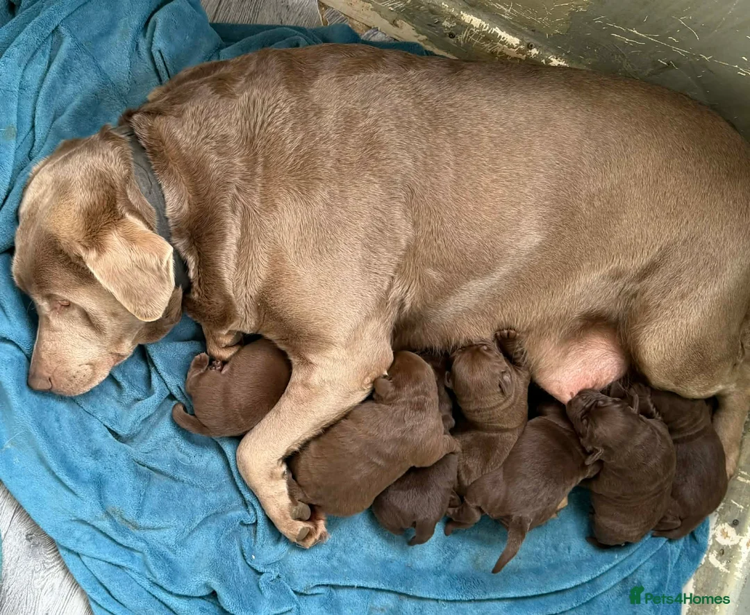 Labrador Retriever dogs for sale: ⭐️Chocolate and Silver Labrador puppies⭐️ - Advert 1