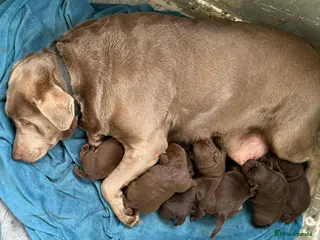 Labrador Retriever dogs ⭐️Chocolate and Silver Labrador puppies⭐️ - Advert 1