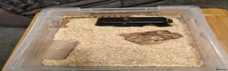 Snake reptiles for sale: Hognose morph male - Advert 3