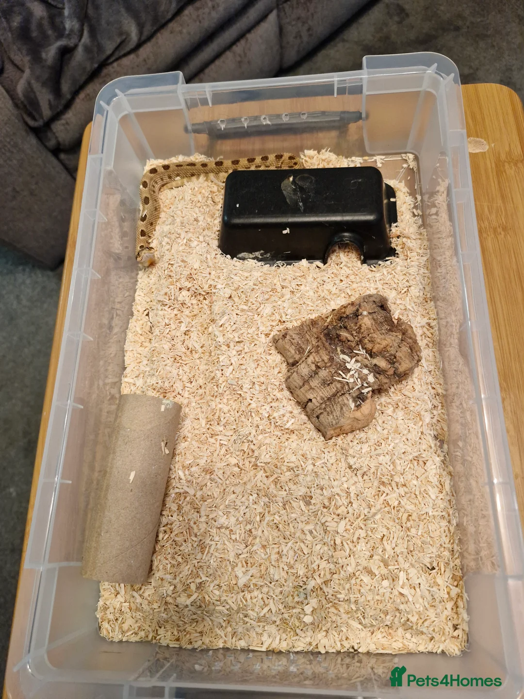 Snake reptiles for sale: Hognose morph male - Advert 3