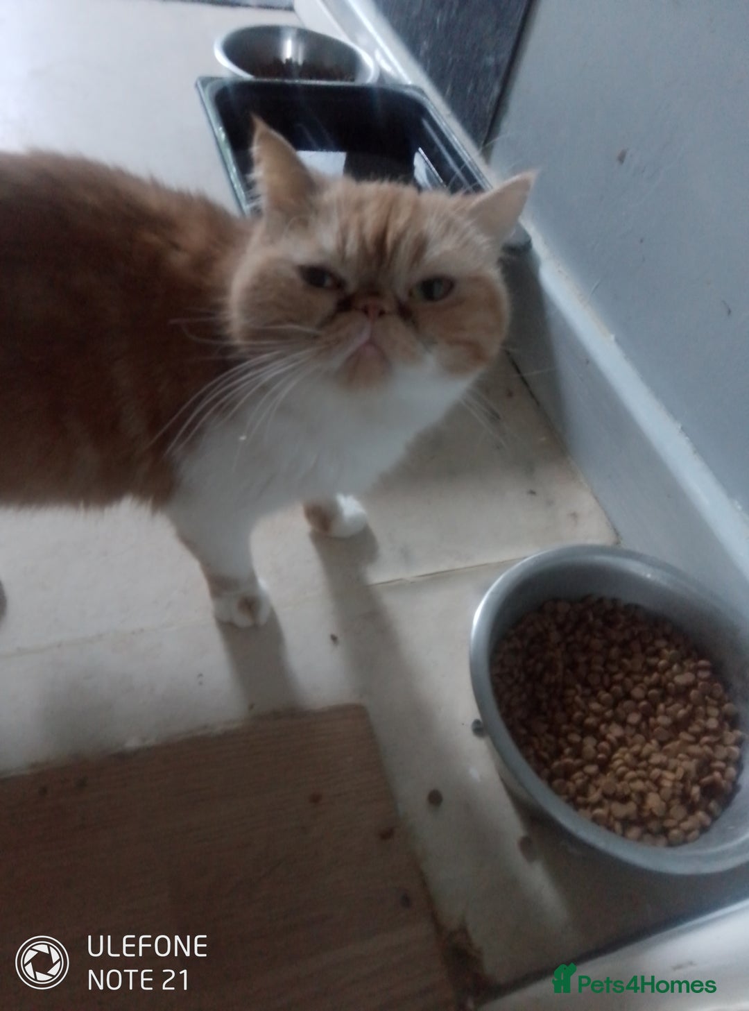 Exotic cats for sale: Exotic female  - Advert 1