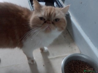 Exotic cats Exotic female - Advert 4