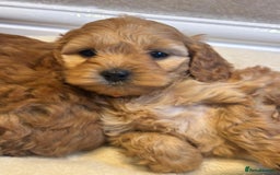 Cockapoo dogs for sale: F1B cockapoo puppies  - Image 6