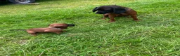 Bavarian Mountain Hound dogs for sale: Bavarian mountain hound pups - Advert 11