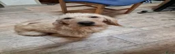 Labradoodle dogs for sale: Eris f1 labradoodle 4 years old  - Advert 3