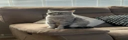 Scottish Fold cats for sale: Scottish fold kittens-Both parents TICA registered - Advert 2