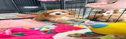 Maltipoo dogs for sale: Beautiful F1 Health Tested Maltipoo babies 💙🐾💖 - Advert 40