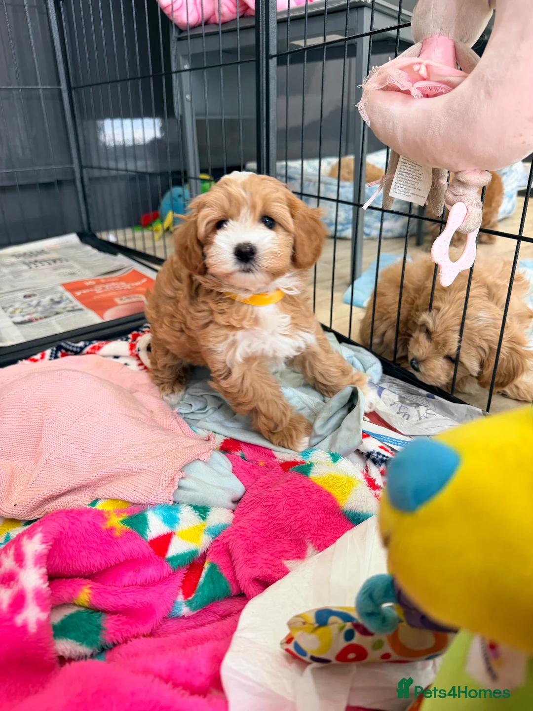 Maltipoo dogs for sale: Beautiful F1 Health Tested Maltipoo babies 💙🐾💖 - Advert 40