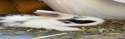 Mini Lop rabbits for sale: 8 beautiful multi colour mini lop babies - Advert 3