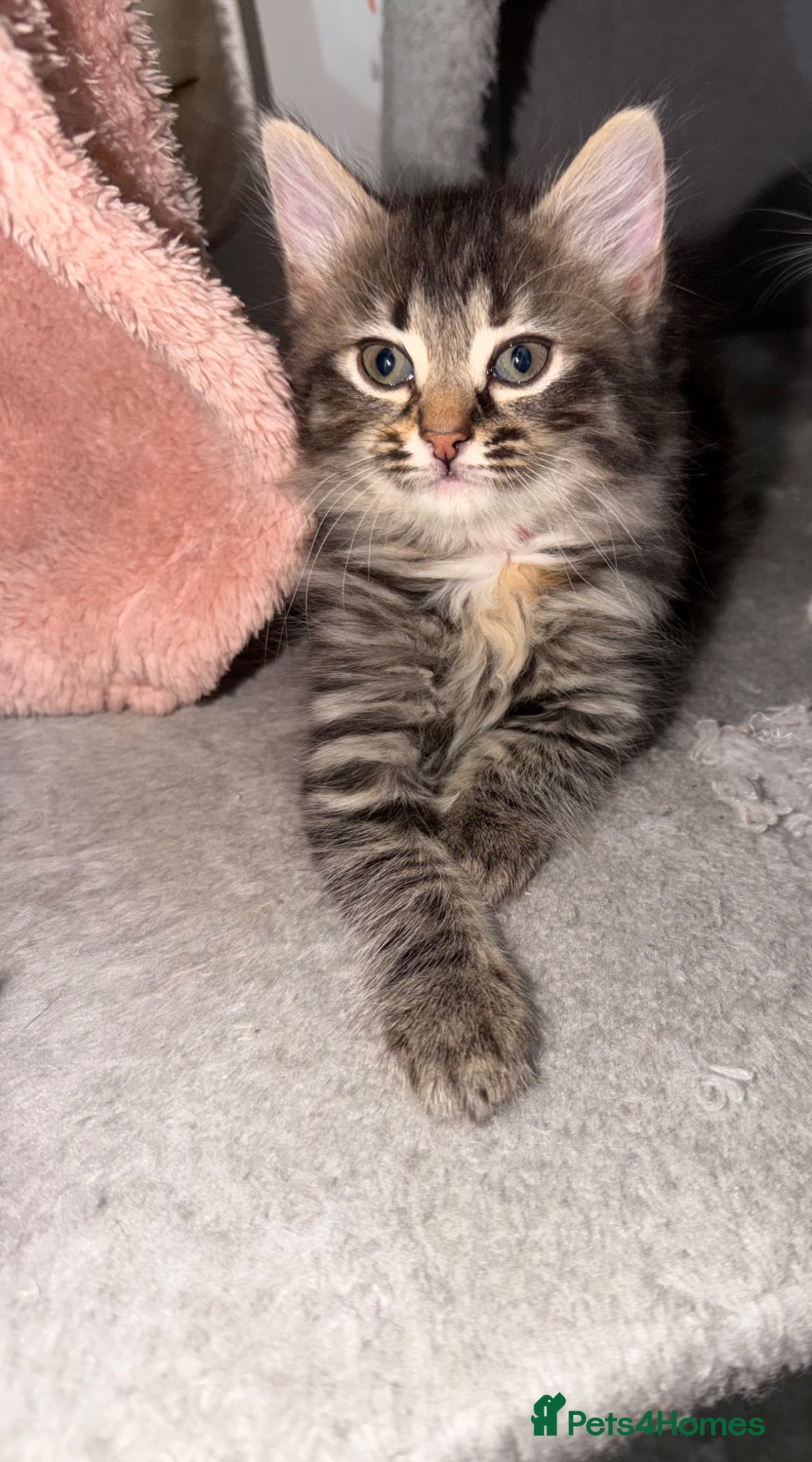 LaPerm cats 🥰straight Hair LaPerms Ready Now🥰 - Advert 2