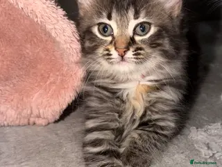 LaPerm cats 🥰straight Hair LaPerms Ready Now🥰 - Advert 2