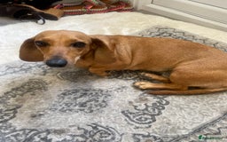 Dachshund dogs for sale: Tan dachshund for sale  - Image 1