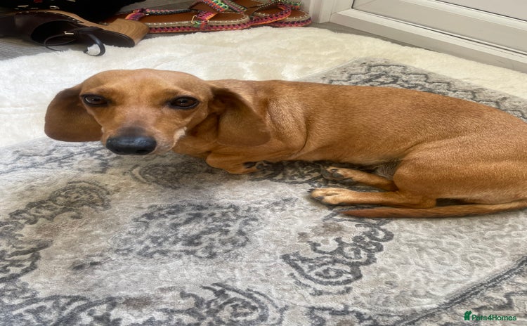Dachshund dogs - Advert 4