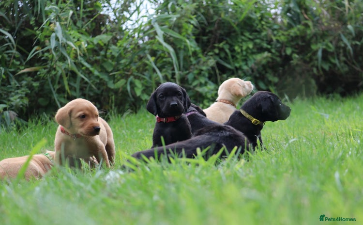 Springador dogs - Advert 1