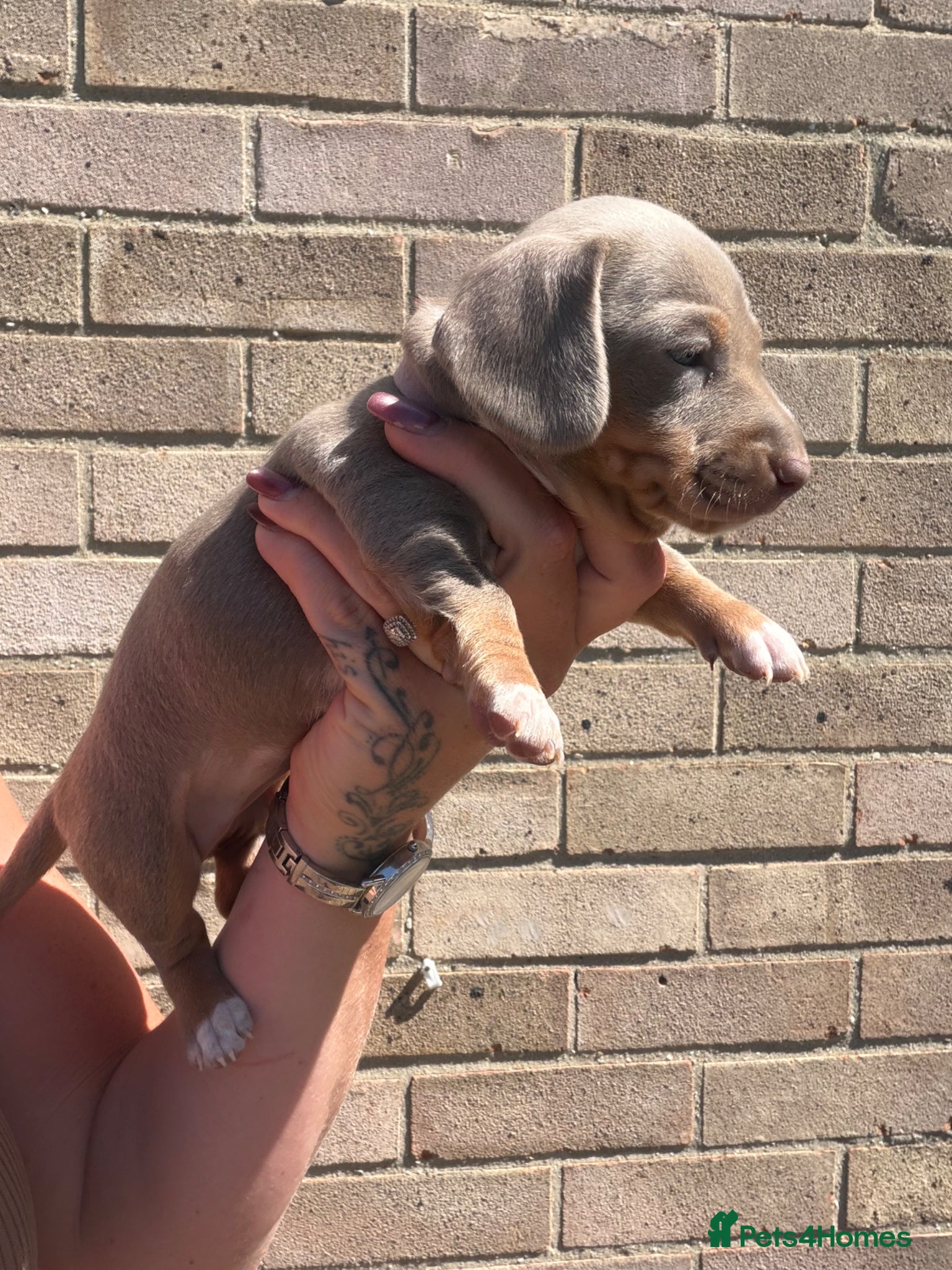 Miniature Dachshund dogs BEAUTIFUL MINI DACHSHUNDS  - Advert 4