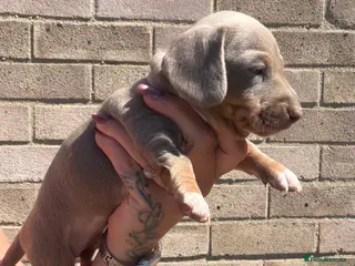 Miniature Dachshund dogs BEAUTIFUL MINI DACHSHUNDS - Advert 4