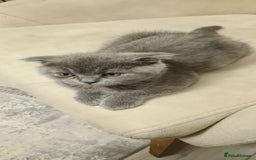 Scottish Fold cats for sale: No name - Image 5