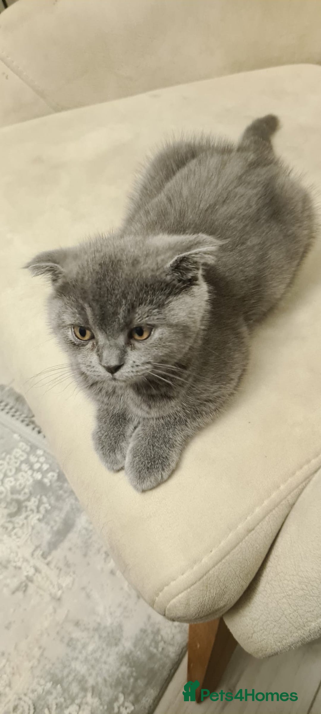 Scottish Fold cats for sale: No name - Image 5