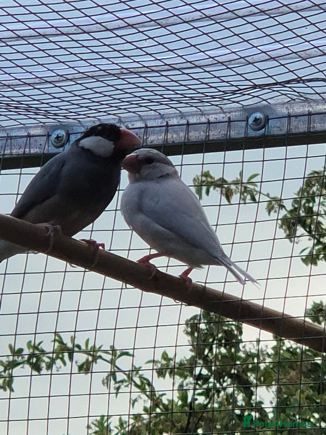 Finches birds for sale: Java finch baby's  - Image 2