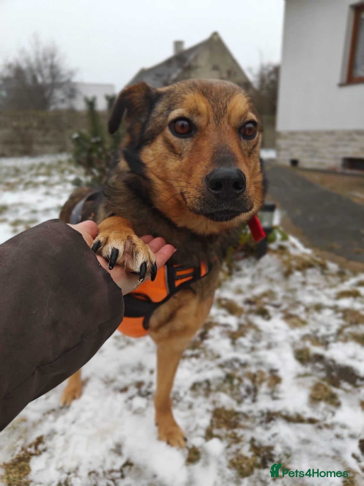 Mixed Breed dogs ❤️JESSY❤️- low medium loving and gentle girl  in Faversham - Advert 1