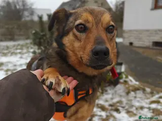 Mixed Breed dogs ❤️JESSY❤️- low medium loving and gentle girl in Faversham - Advert 1