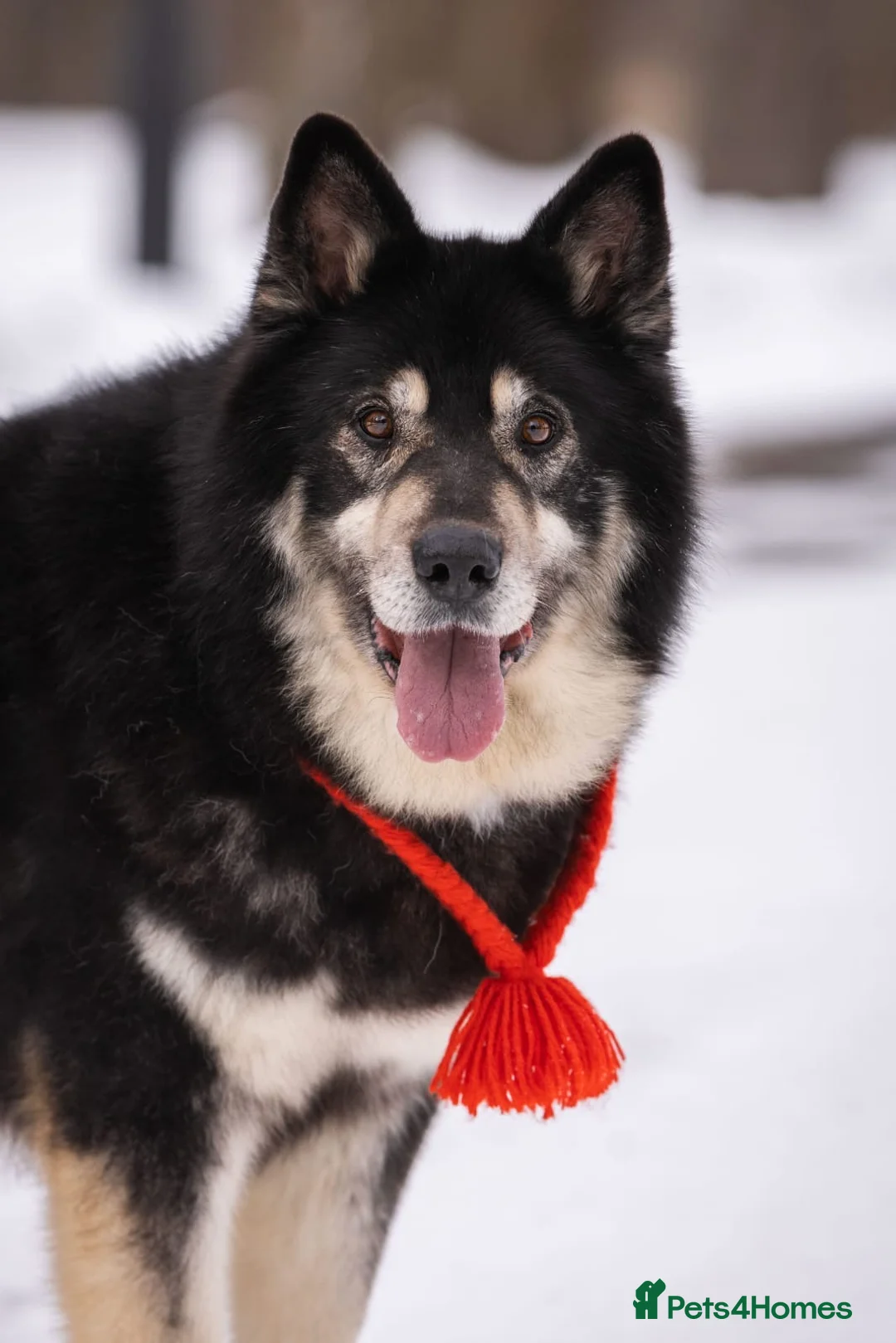 Mixed Breed dogs for adoption: 💙🐶 MALIK – The Professor With The Noble Heart 🐶 - Advert 2