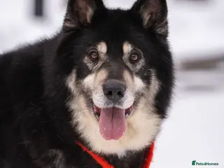 Mixed Breed dogs 💙🐶 MALIK – The Professor With The Noble Heart 🐶 - Advert 9