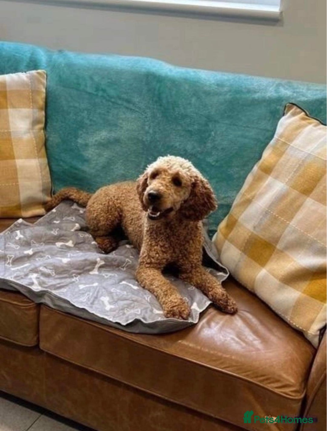 Cockapoo dogs for sale: 6 F1 cockapoo puppies 💕💙 - Image 12
