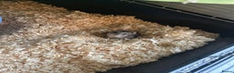 Hamster rodents for sale: Russian dwarf hamster and cage - Advert 3