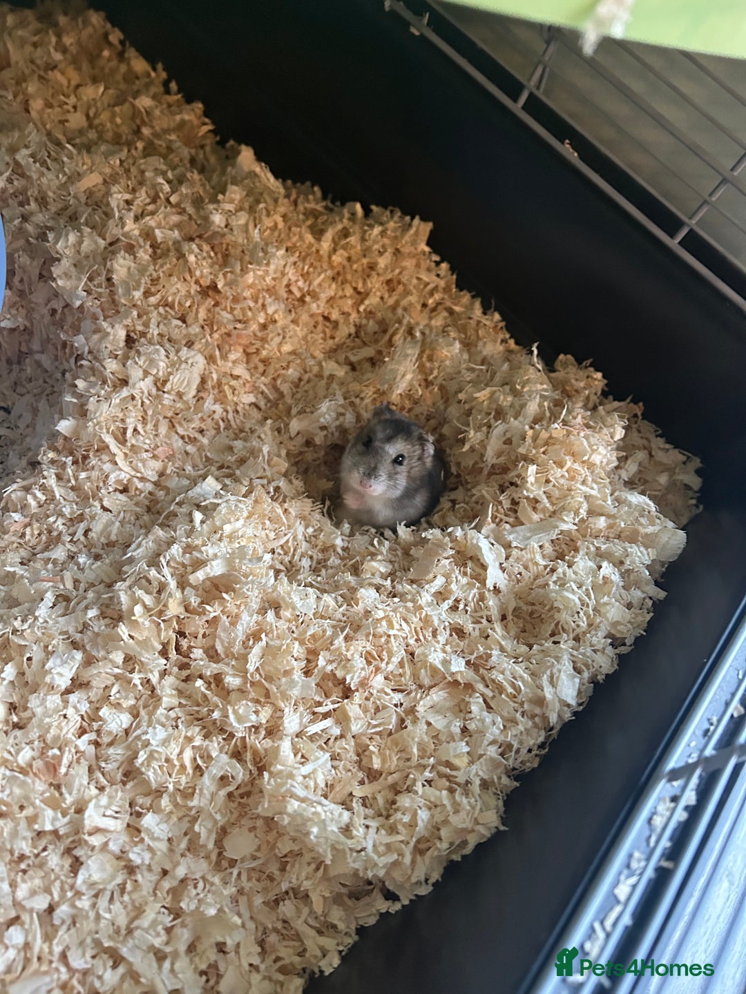 Hamster rodents for sale: Russian dwarf hamster and cage - Advert 3