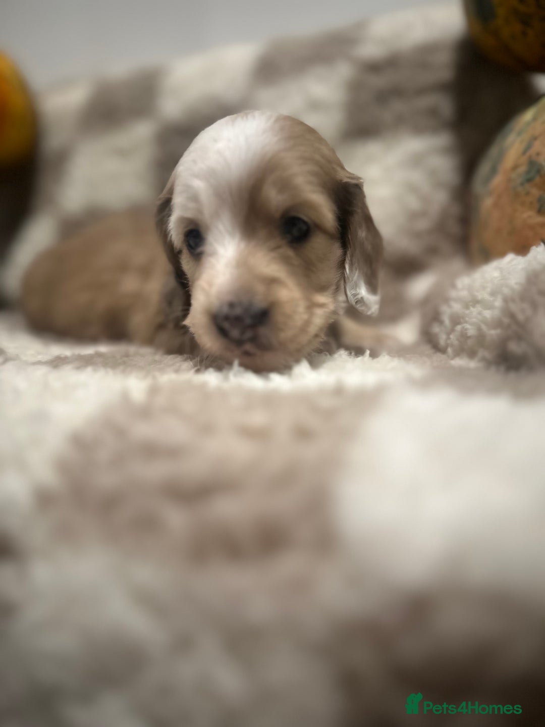 Miniature Dachshund dogs for sale: 5 Beautiful Long Haired Miniature Daschund’s   - Image 15
