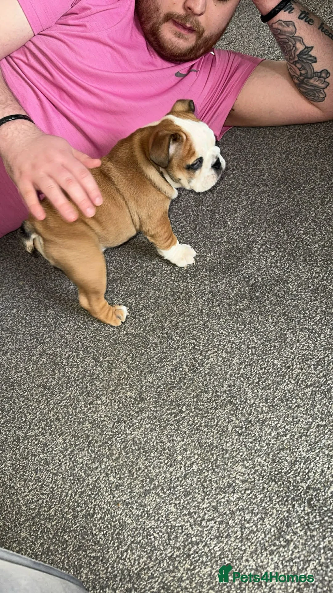 English Bulldog dogs for sale: ENGLISH BULLDOG GIRL PUPPY - Advert 2