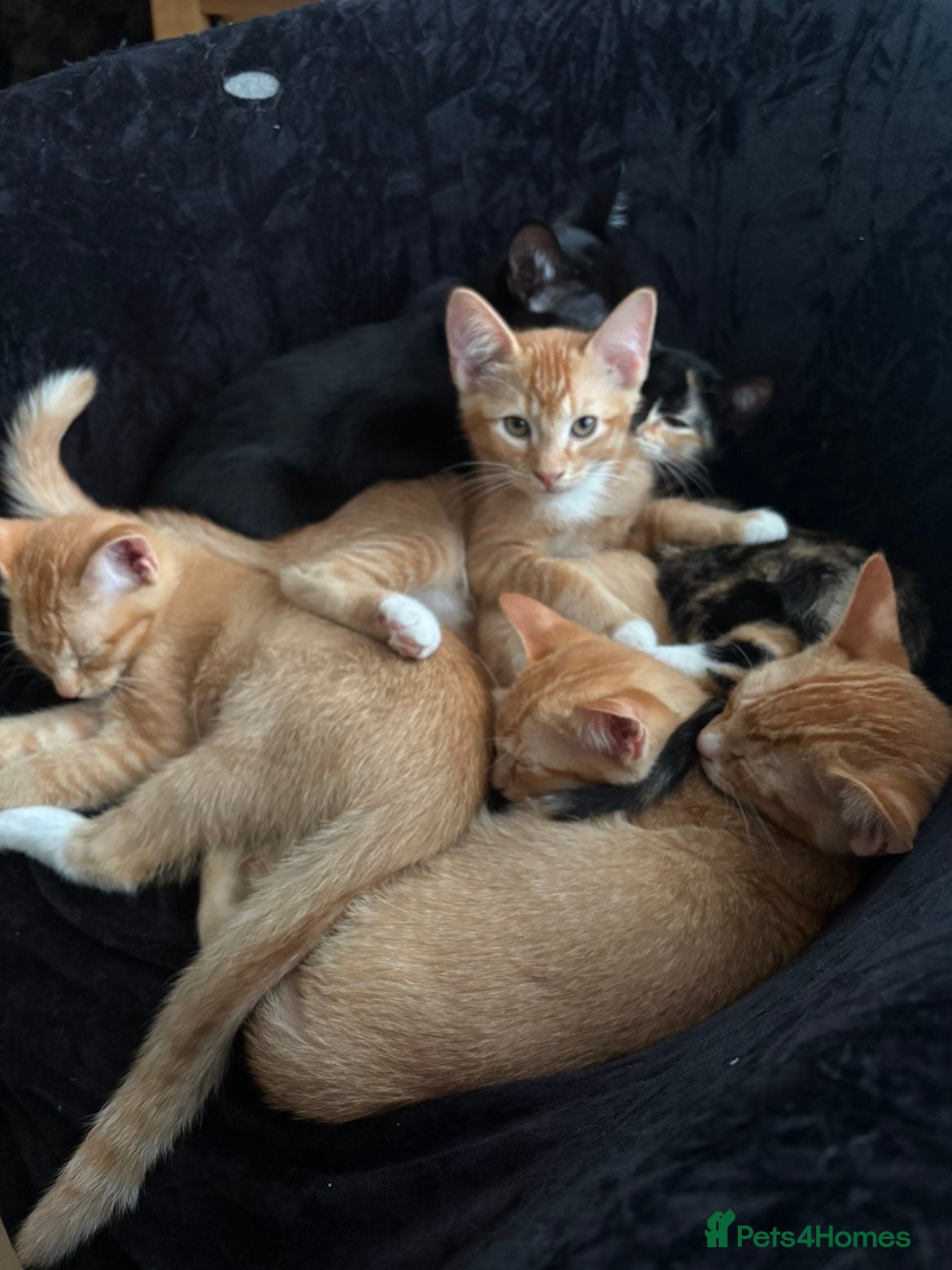 Domestic Shorthair cats for sale: Selling domestic shorthair kittens in Southall - Advert 11