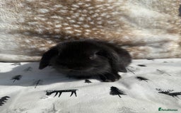 Mini Lop rabbits for sale: Pure mini lops  - Image 7