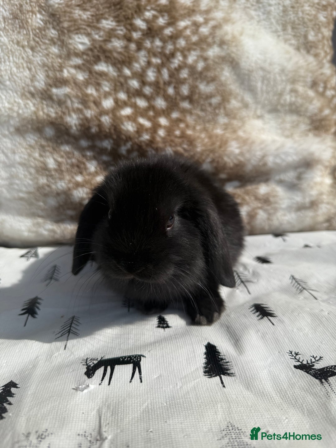 Mini Lop rabbits for sale: Pure mini lops  - Image 7