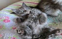 Maine Coon cats for sale: Stunning GCCF Maine Coon kittens  - Image 18