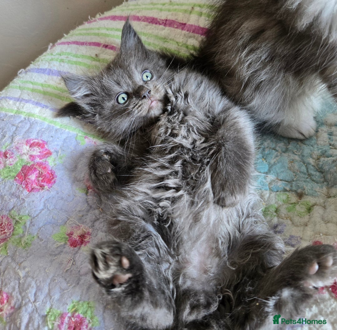 Maine Coon cats for sale: Stunning GCCF Maine Coon kittens  - Image 18