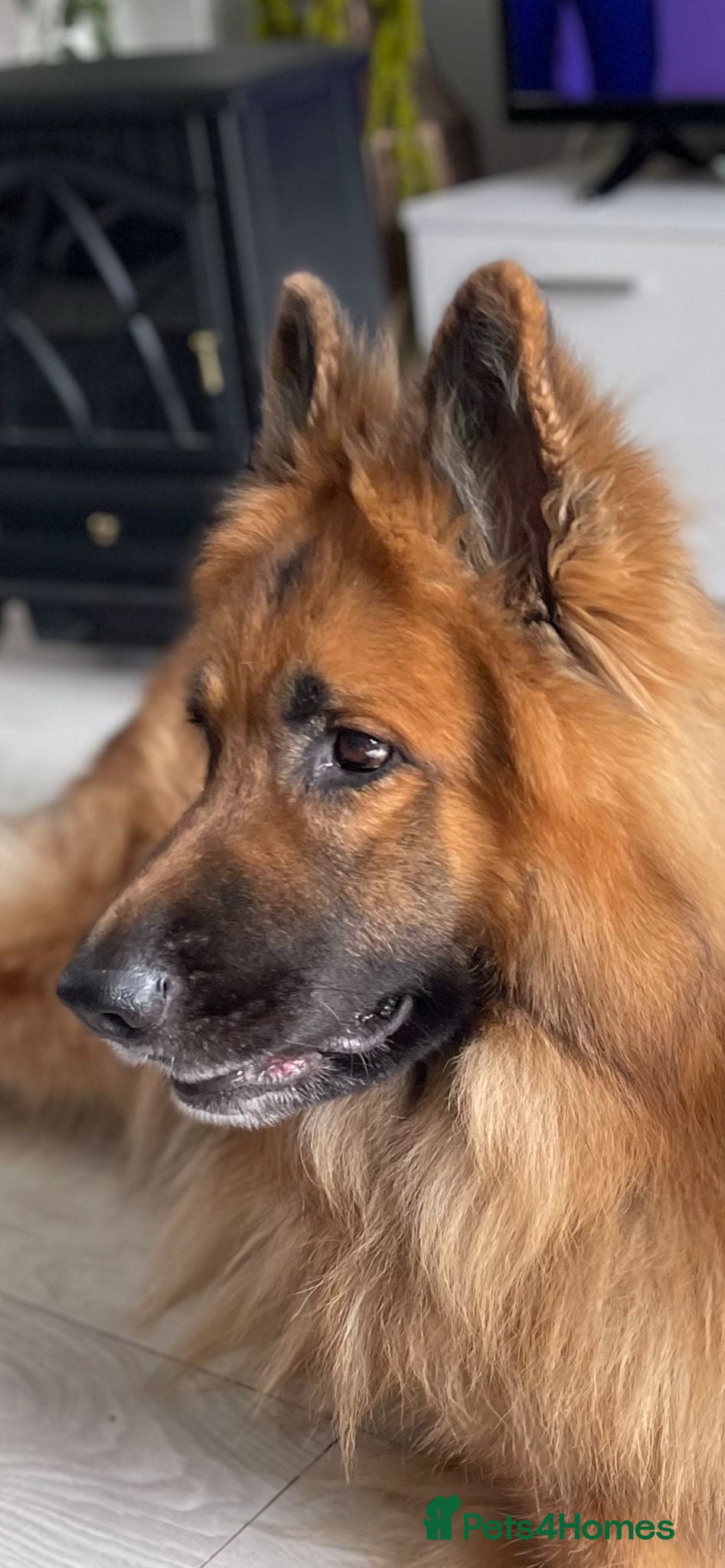 German Shepherd dogs 💙Big Blue Fluffy GSD Pups💙KC Reg*Available* - Advert 2