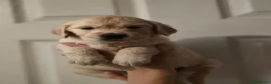 Golden Retriever 9
