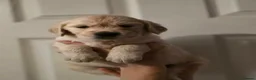 Golden Retriever dogs for sale: Golden retriever  - Advert 4